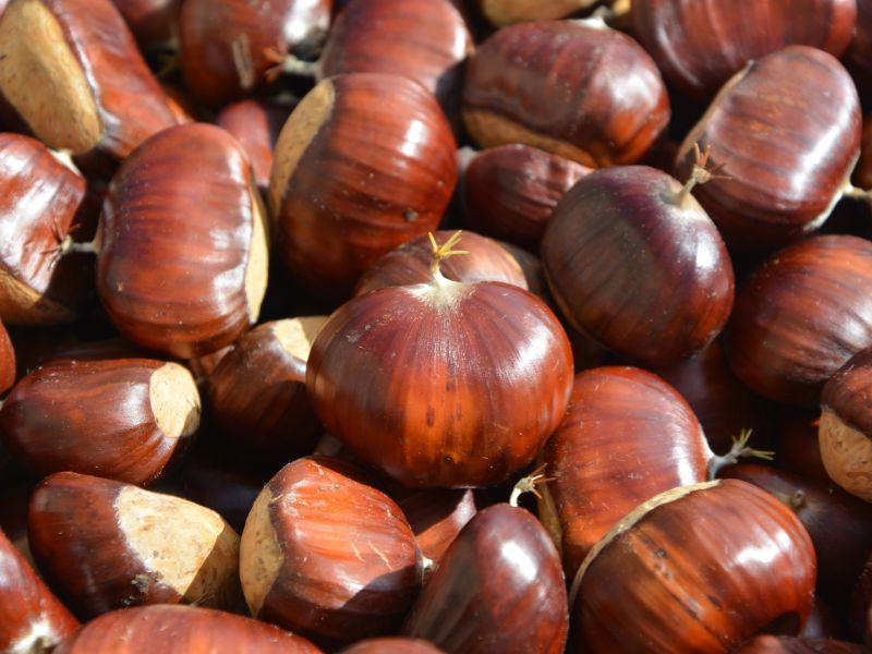 Esperienza &ldquo;Lo scrigno di Casale: museo, murales e biligocc&rdquo;